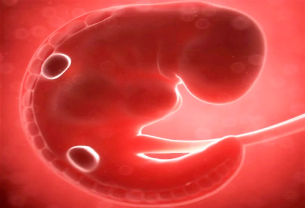 গর্ভাবস্থার প্রথম মাস : মাতৃত্বের প্রথম স্বাদ